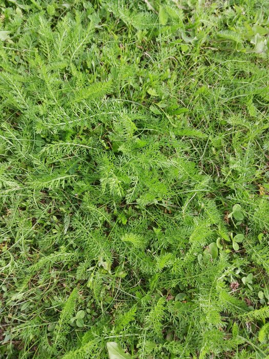 Ogräs i gräsmatta med flikiga gröna blad.