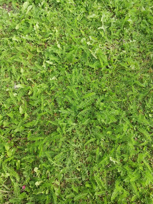 Bilden visar en gräsmatta med olika typer av ogräs spridda över ytan.