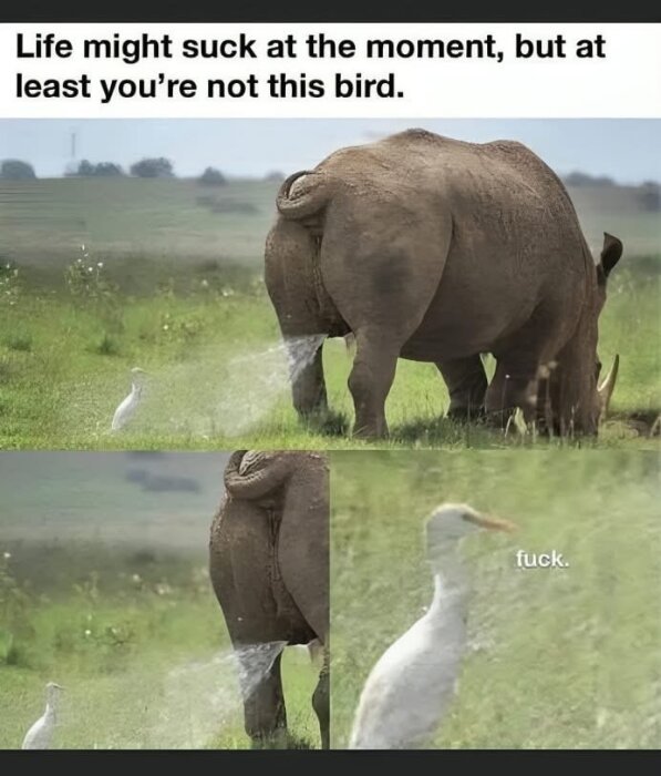 En noshörning kissar på en vit fågel på en gräsig slätt. Fågeln står nära noshörningens bakdel.