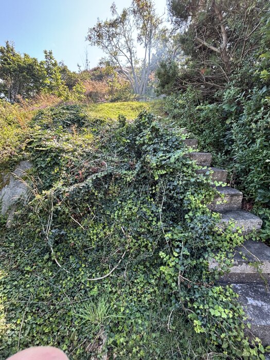 Stenmur täckt med murgröna och omgiven av växtlighet, med en uppsättning stentrappor delvis täckta av växter.