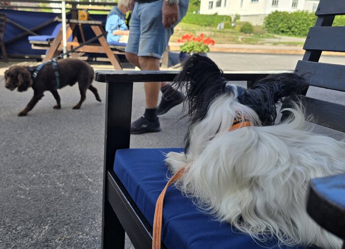 Två hundar i koppel, en sitter på en bänk och tittar på en förbipasserande hund på en uteservering.