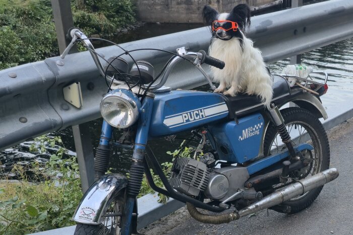 Hund med solglasögon sitter på en blå Puch M50 Racing moped vid en vägkant nära vattnet.