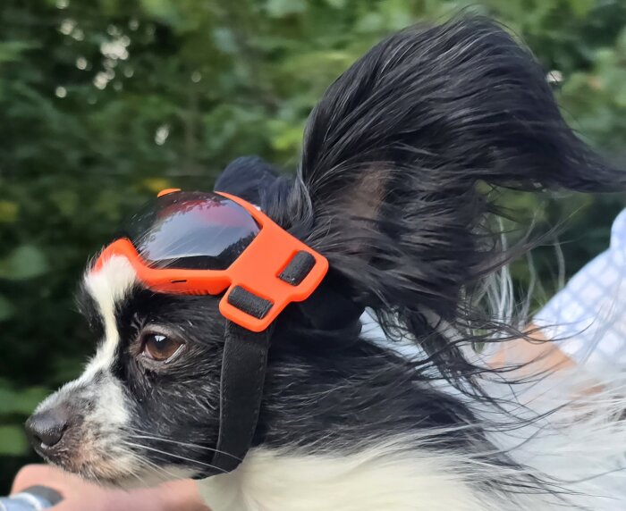 En liten hund bär solglasögon på en mopedtur, med öronen fladdrande i vinden och grönska i bakgrunden.