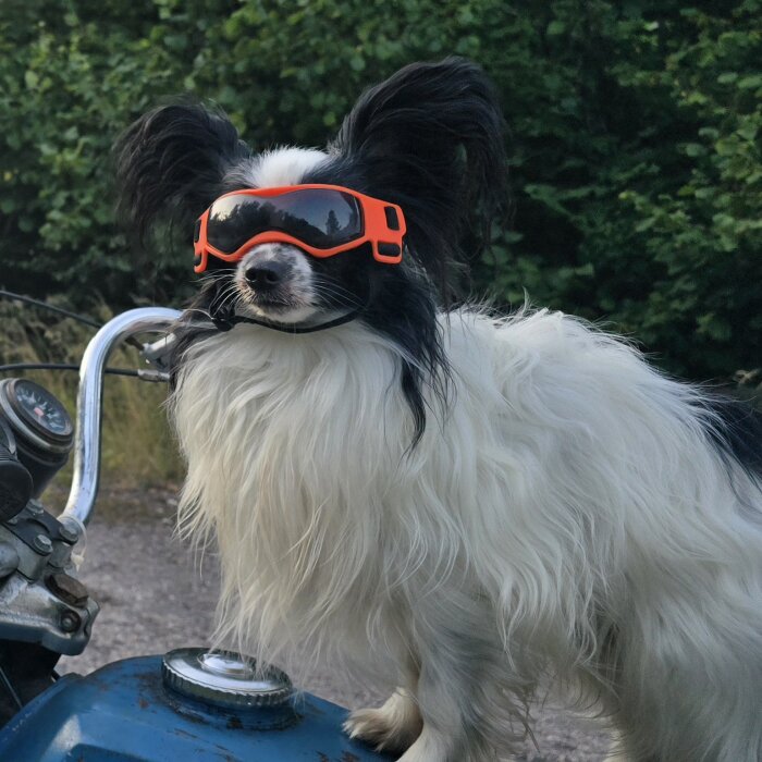 Hund med solglasögon sitter på en moped i närheten av skog.
