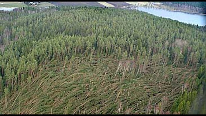 Flygbild av skog där träden har fallit i samma riktning, troligen på grund av stark vind.