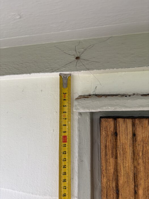 Måttband vid dörrkarm och vägg, mätande höjd; daddy longlegs synlig nära måttbandet i ett område med eternitfasad.