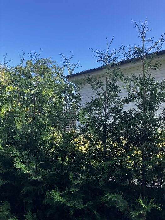 Thuja häck med oklippta toppar framför en vit byggnad under klarblå himmel.