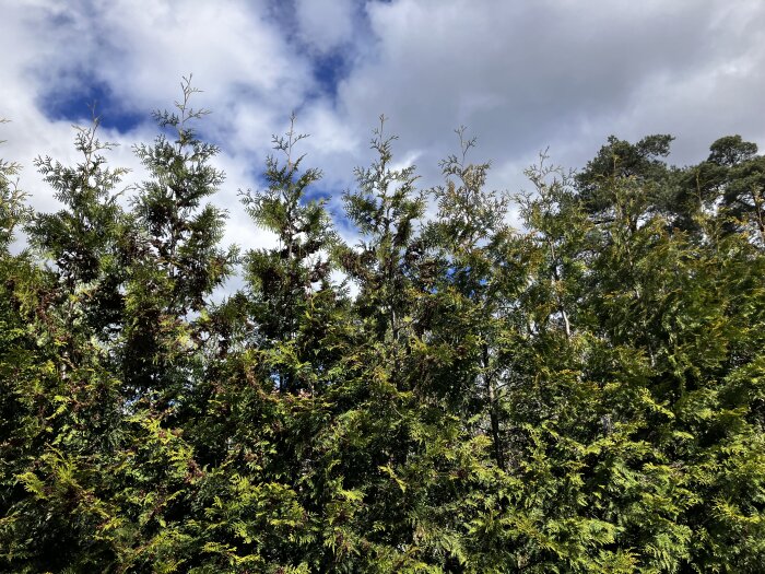 Gröna thuja-växter med långa toppar under molnig himmel.