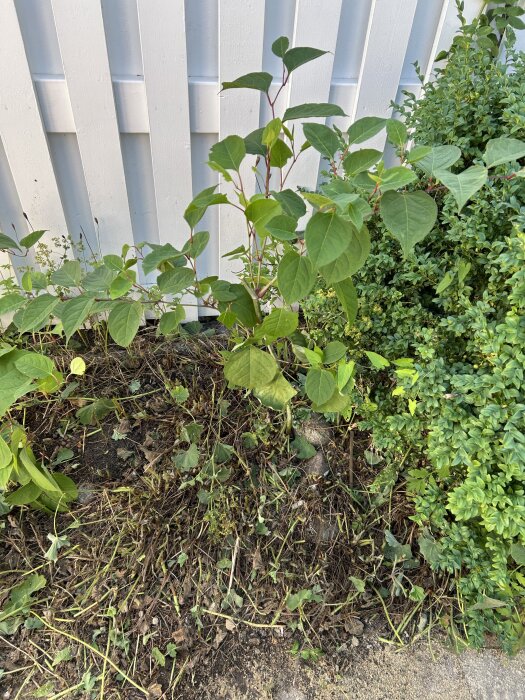 Växt med gröna blad framför ett vitt staket i en trädgård, potentiellt parkslide.