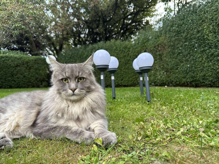 Katt på gräsmatta intill tre solcellsbelysningar i trädgård.