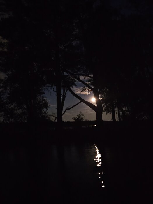 Månen lyser genom trädens silhuetter över en mörk sjö, reflekterande ljus på vattnet i skymning.