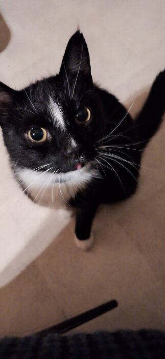 Svartvit katt med stora ögon tittar uppåt, sittandes på ett ljust golv.