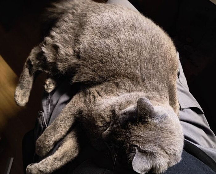 Grå katt sover liggande på en persons knä, vilket hindrar personen från att resa sig.