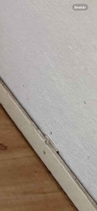 Golvlister monterade mot väggen i en källare med springa mellan golv och vägg, en potentiell fälla för spindlar och insekter.