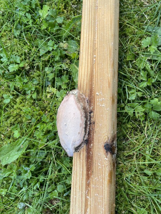 Svamp växande på en träbjälke, omgiven av gräs.