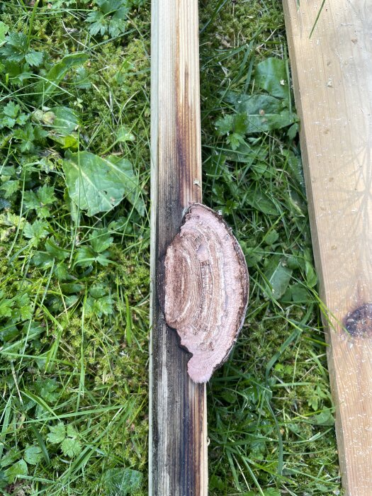 Svamp växer ut från en träbräda med små ringar, omgiven av gräs, i ett område som kan vara utsatt för fukt.