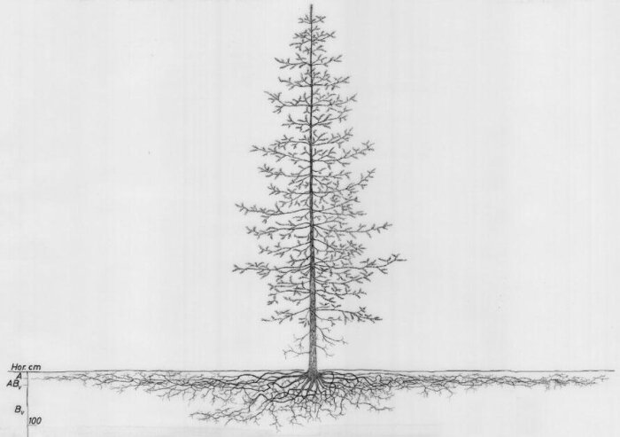 Illustration av en gran med rötter, där rotsystemet visas nära markytan och sträcker sig horisontellt under marken.