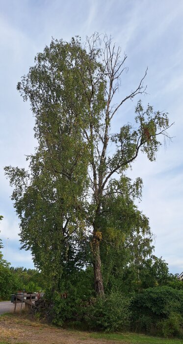 Halvrutten björk i trädgård, med gröna blad och några torra grenar, omgiven av grönska och himmel i bakgrunden.
