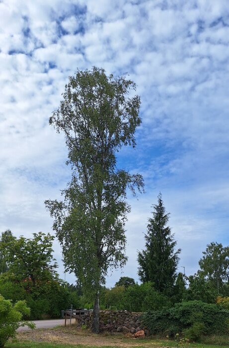 En reslig björk står bredvid en stenmur under en molnig himmel, omgiven av grönska.
