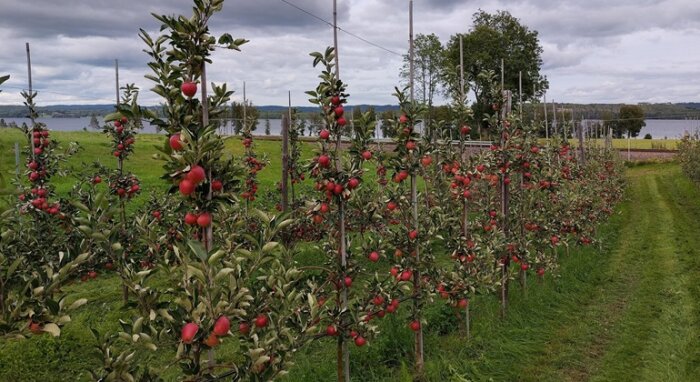 Rader av fruktbärande äppelträd i en odling, belägen nära en sjö med gröna omgivningar och molnig himmel i bakgrunden.