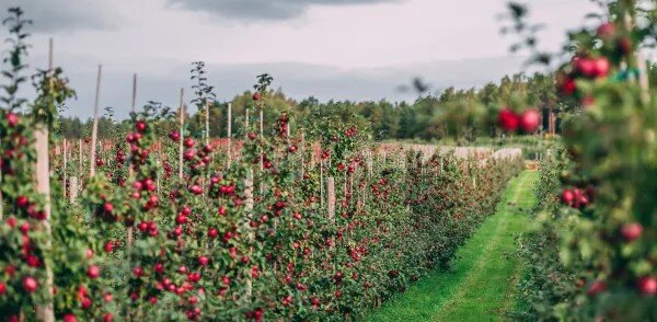 Äppelodling med rader av äppelträd fulla av röda äpplen under en molnig himmel, omgiven av grön gräsmatta.
