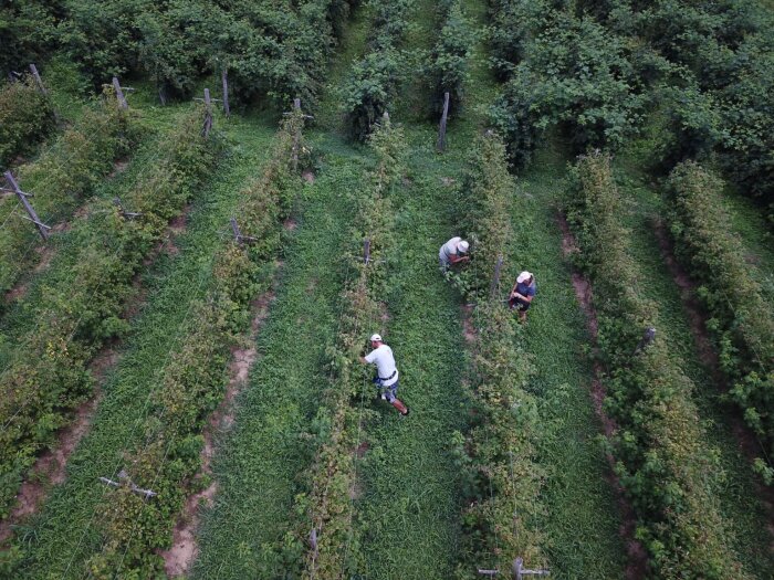 Personer som plockar bär i rader av en hallonodling.