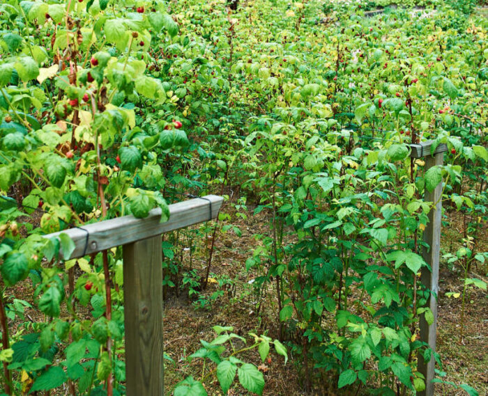 Rader av hallonplantor i en odling, stöttade av trästolpar, med mogna bär och gröna blad.