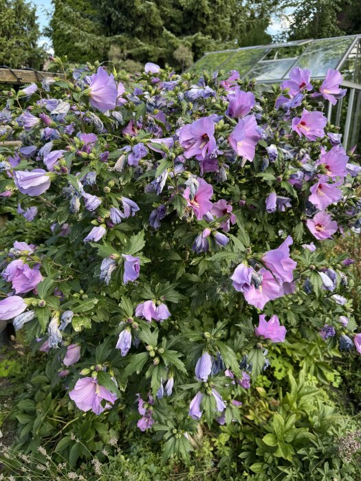 Frilandshibiskus med riklig blomning av lila blommor framför ett växthus i trädgårdsmiljö.