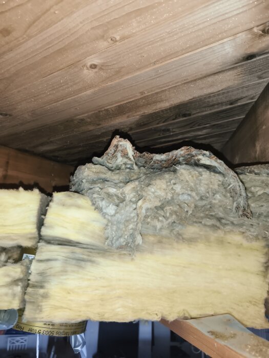 Gammal glasfiberisolering i tak med fuktskador, sedda från insidan av en byggnad där träpanel och bjälkar är synliga.