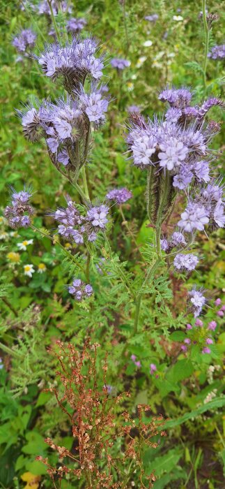 Lila honungsört blommar på ett gärde, omgiven av gröna blad och andra vildblommor.