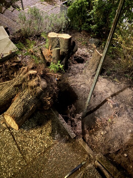Uppgrävd stubbe och rötter i en trädgård, omgivna av stenar och buskar.