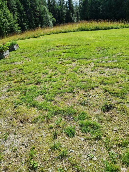 Ojämn och gles gräsmatta med fläckar av jord och sten, omgiven av ett gräsfält och skog i bakgrunden.