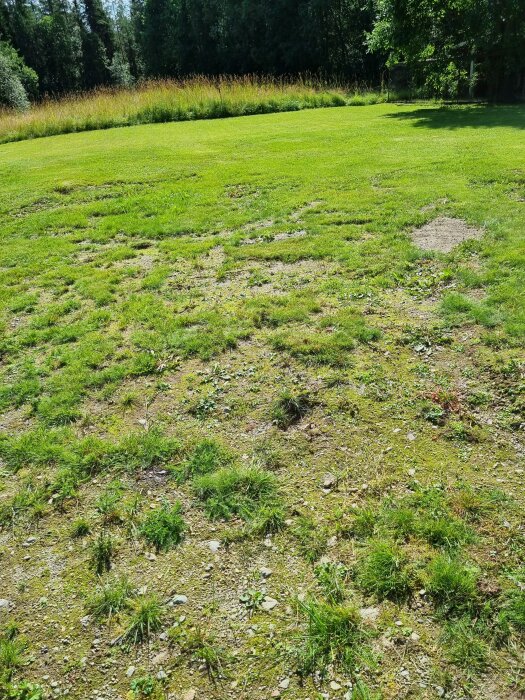 Ojämn gräsmatta med fläckar av jord och sten, omgiven av tätare gräs och träd i bakgrunden en solig dag.