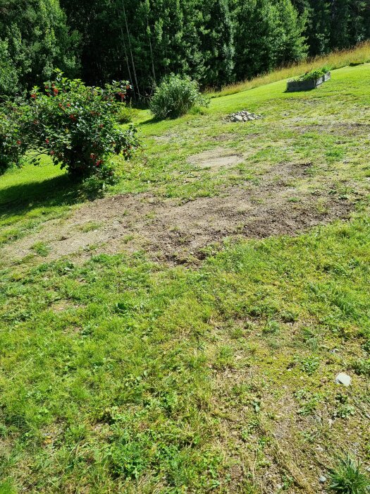 Ogräset och fläckig gräsmatta med synlig jord, omgiven av gröna buskar och en skog i bakgrunden. Sten och upphöjda planteringslådor.