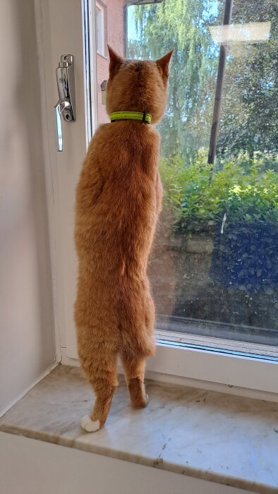 En orange katt med halsband står på bakbenen och tittar ut genom ett fönster med grönska i bakgrunden.