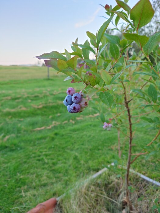Blåbärsbuske med mogna blåbär i förgrunden, grönskande gräsmatta i bakgrunden.
