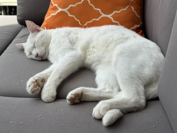 Vit katt sover på en grå soffa med ett orange kudde i bakgrunden.