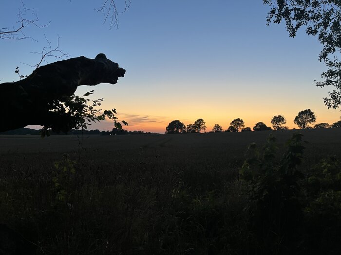 Silhuett av ett terrängföremål som liknar en pumas huvud i solnedgång, med fält och träd i horisonten.