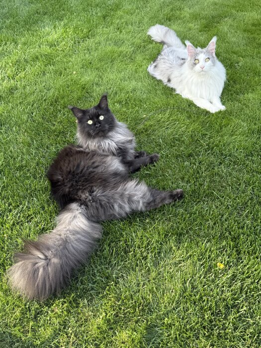 Två katter ligger på gräset, en svart och en vit, i solen.
