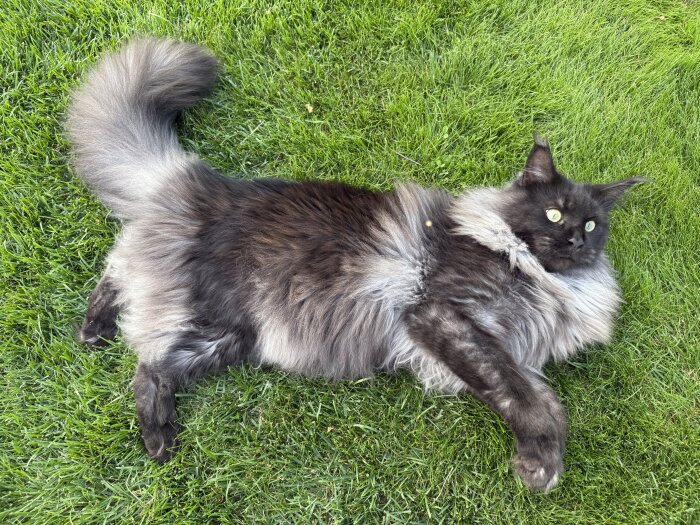 Långhårig katt ligger avslappnat på gräset.