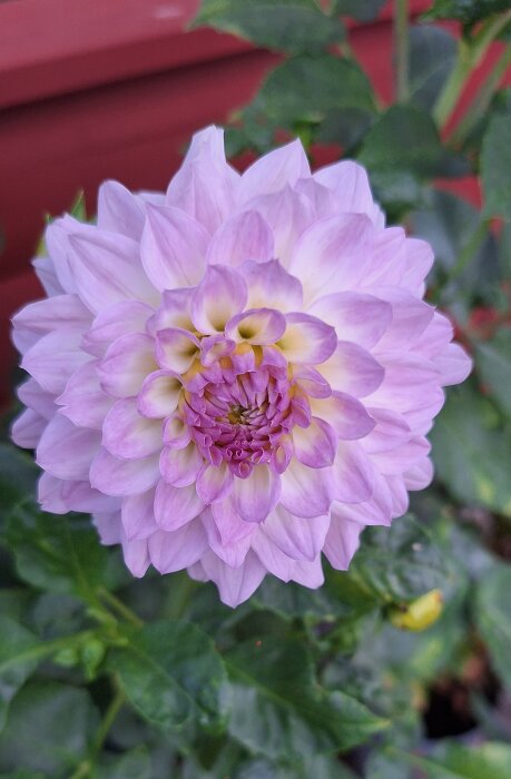 Ljusrosa dahlia med flera lager av kronblad, fotograferad i grönskande omgivning.