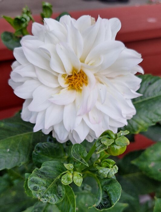 Vit ballongblomma i hönsgård, omgiven av gröna blad och röd bakgrund.