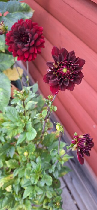 Mörkröda dahlior vid en trävägg, omgivna av gröna blad.