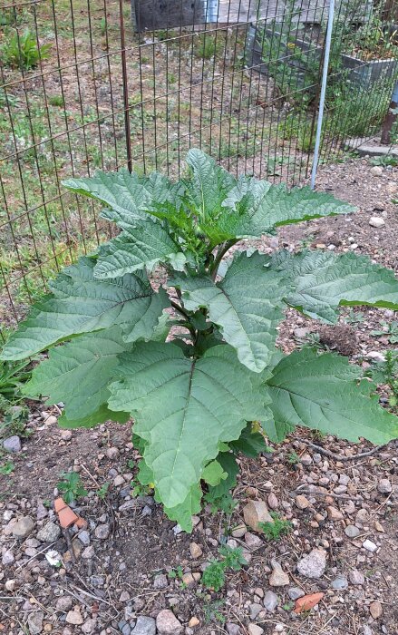 Grön växt med stora blad växer i grusig jord vid metallstängsel.