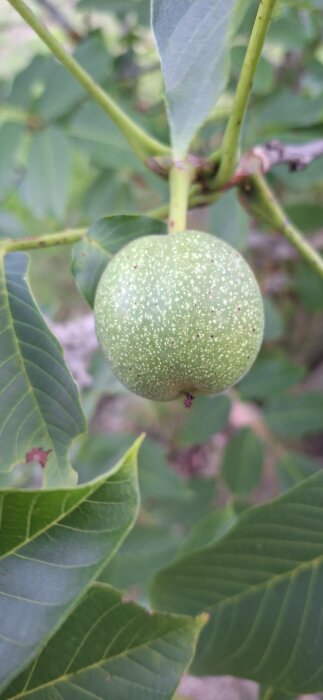 Grön valnöt som hänger på ett träd med gröna, ådrade blad i bakgrunden.