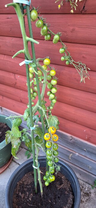Gula och gröna tomater växer på en ranka i en kruka, mot en rödbrun trävägg.