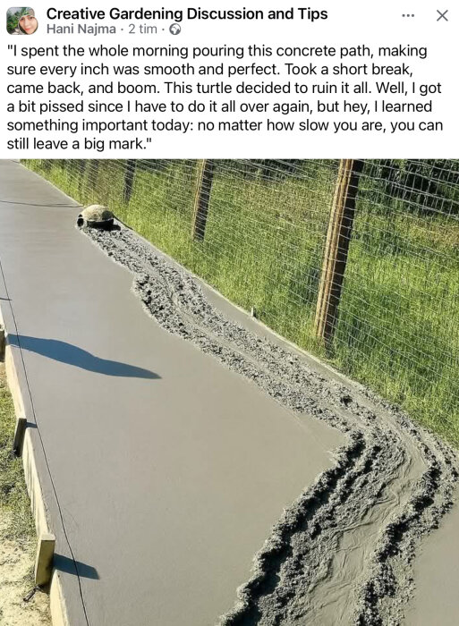 Sköldpadda går över nylagd betongväg, lämnar tydliga spår. En skugga från en person eller föremål syns på den jämna ytan.