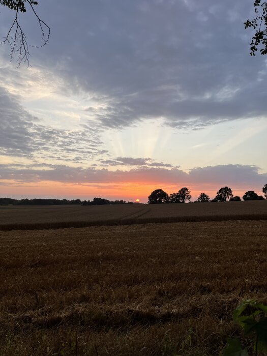 Solnedgång över ett fält med träd i horisonten och färgglada moln på himlen.