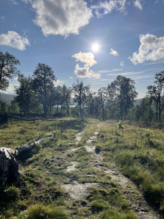 En solig skogsstig med gräs och träd, en trädstam ligger på marken. Himlen är blå med moln.