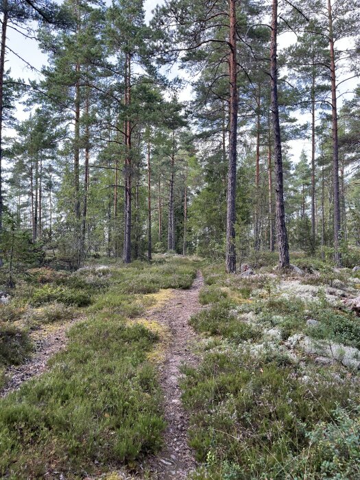 Skogsstig som leder genom en tallskog med grön undervegetation och mossbeklädda stenar under en ljusblå himmel.